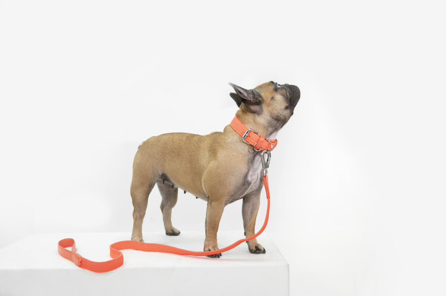 Correa para perro trenzada - RUFO SALMON