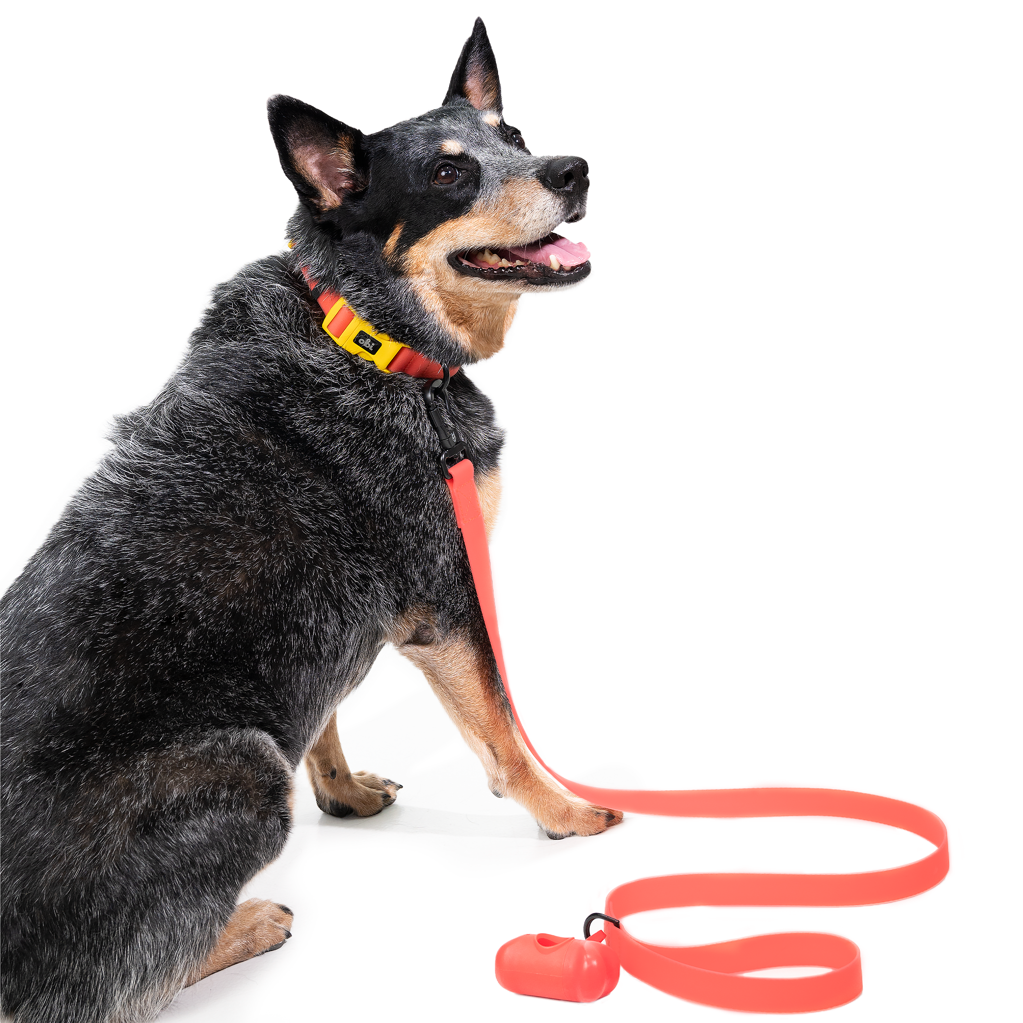 Correa para perro impermeable - CORAL