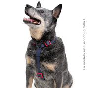 Arnés para perro impermeable  - ÍNDIGO