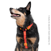 Arnés para perro impermeable  - CORAL