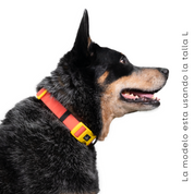 Collar para perro impermeable - CORAL