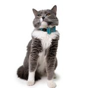 Collar antiahogo en cuero para gato  - KENNY TURQUESA