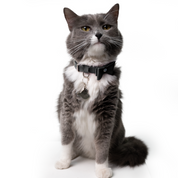 Collar antiahogo en cuero para gato  - KENNY NEGRO