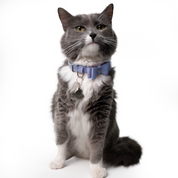 Collar antiahogo en cuero para gato  - KENNY LAVANDA