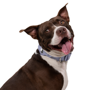 Collar para perro Airtag  - LAVANDA