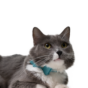 Collar antiahogo en cuero para gato  - KENNY TURQUESA