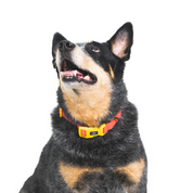 Collar para perro impermeable - CORAL