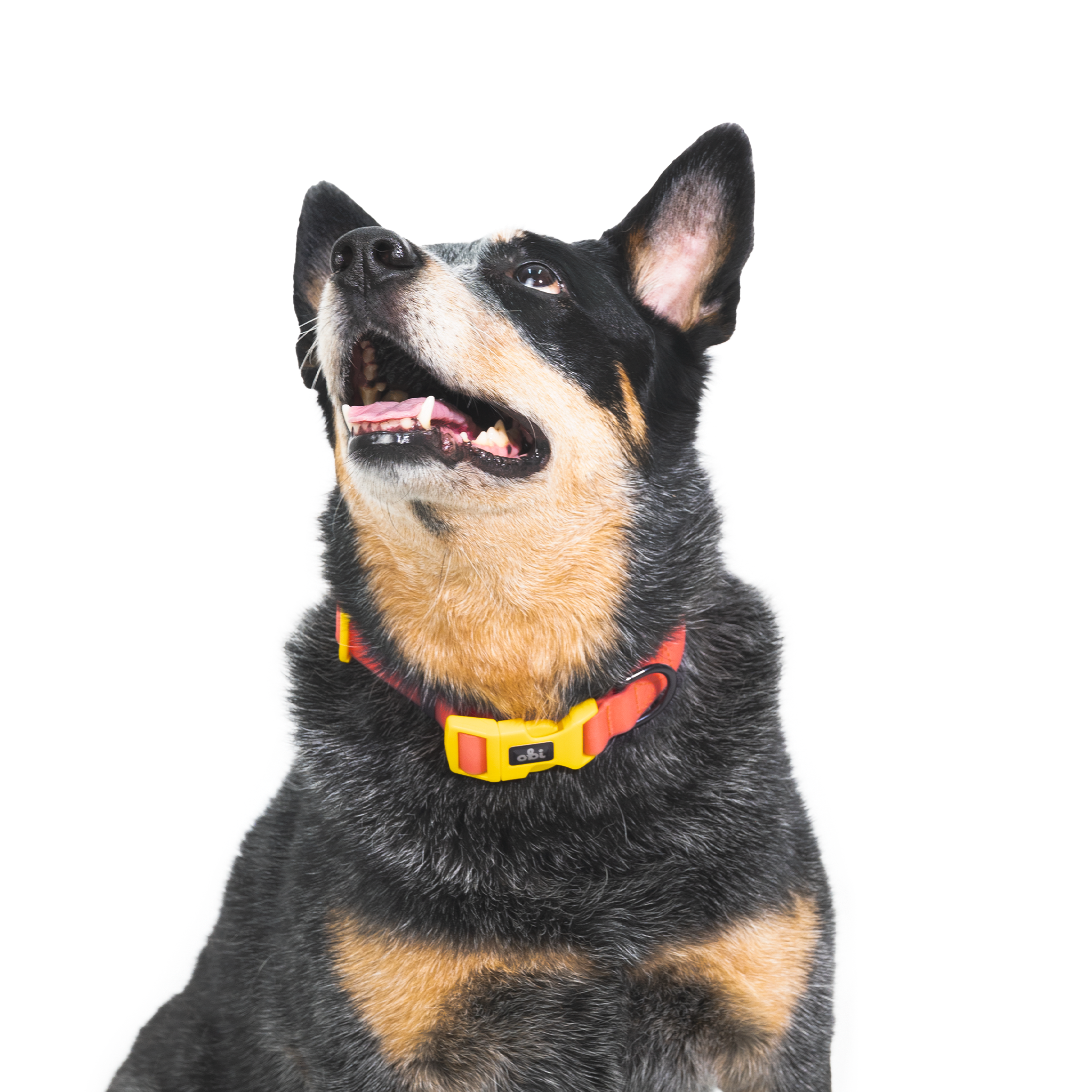 Collar para perro impermeable - CORAL