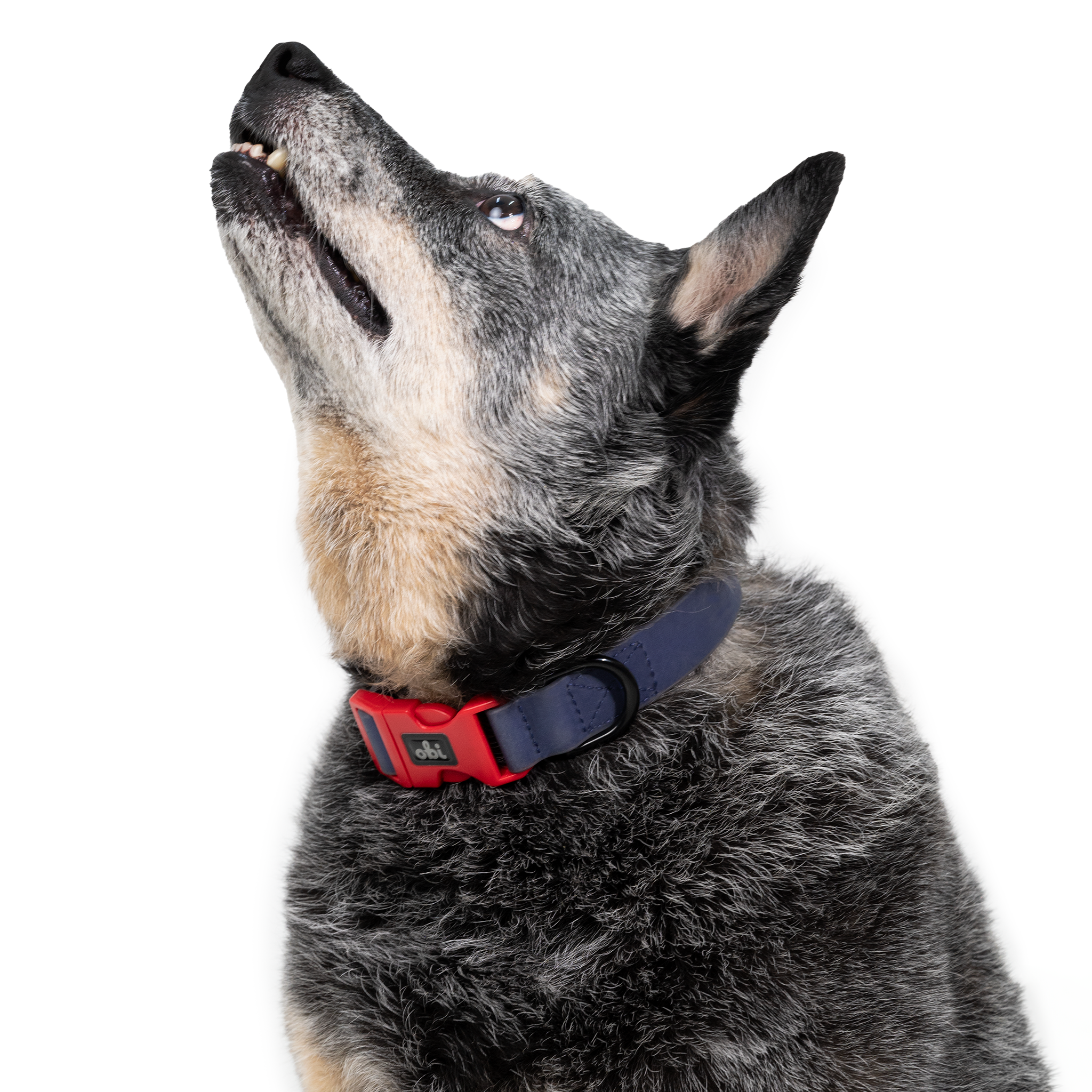 Collar para perro Impermeable  - ÍNDIGO