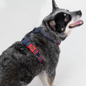 Arnés para perro impermeable  - ÍNDIGO