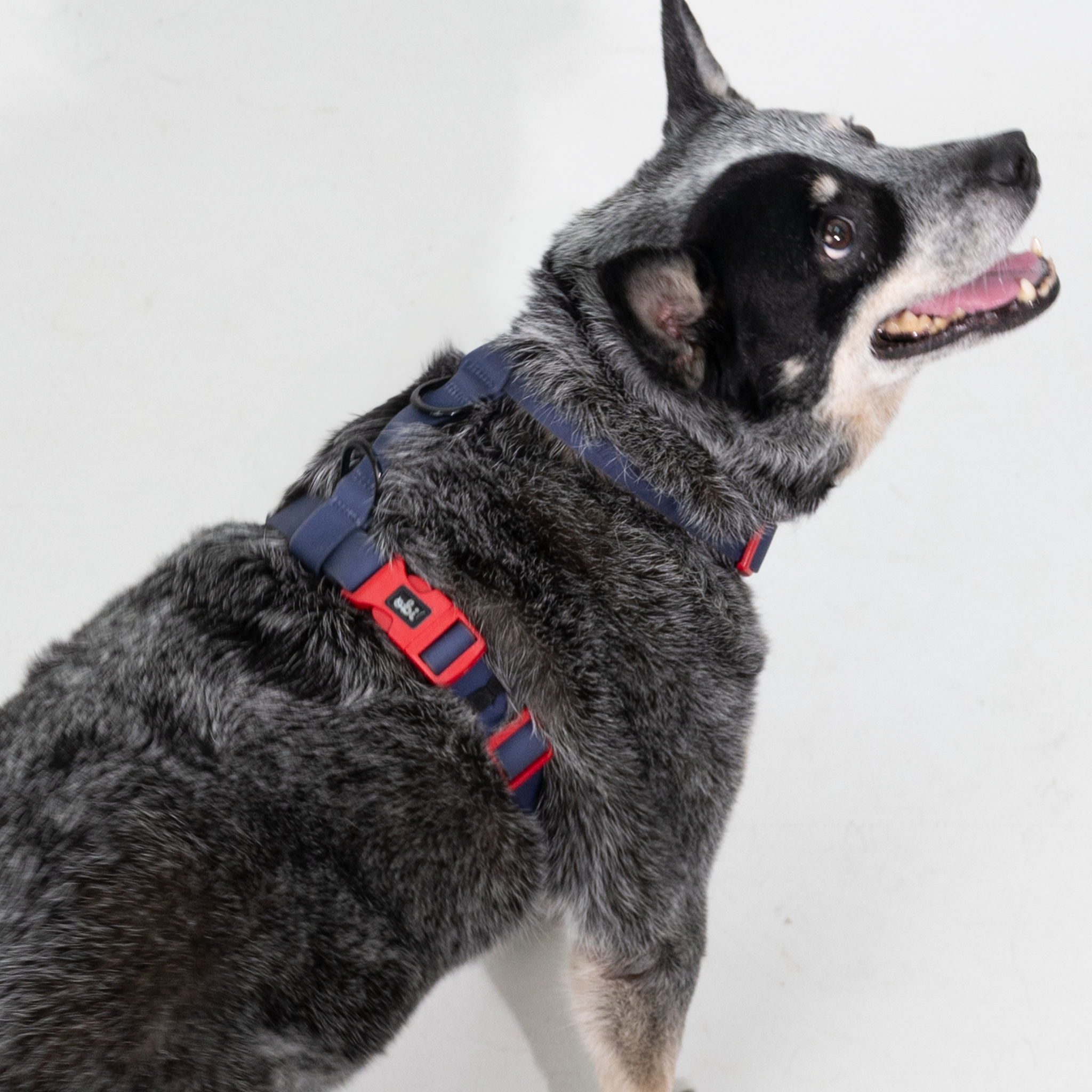 Arnés para perro impermeable  - ÍNDIGO