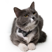 Collar antiahogo en cuero para gato  - KENNY NEGRO