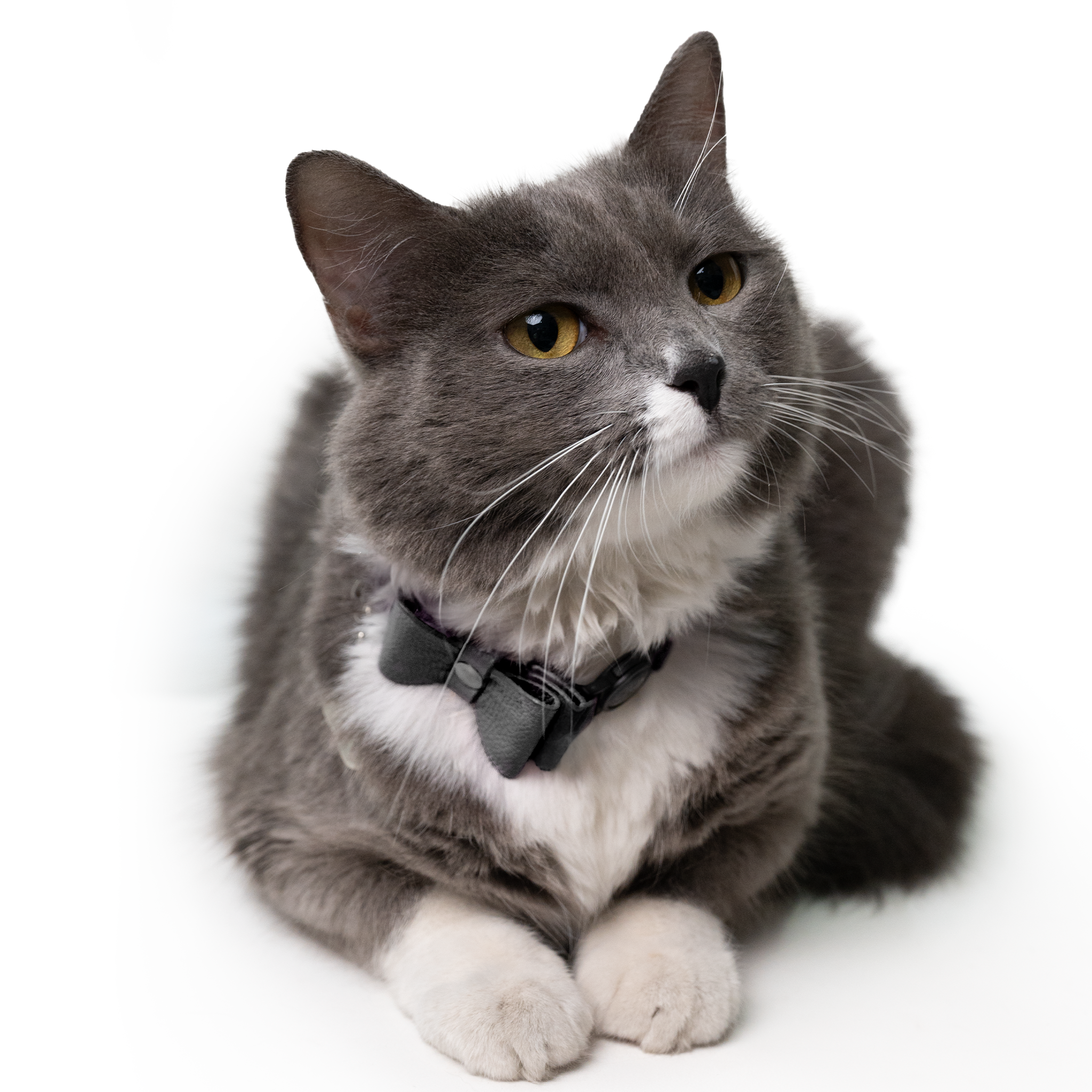 Collar antiahogo en cuero para gato  - KENNY NEGRO