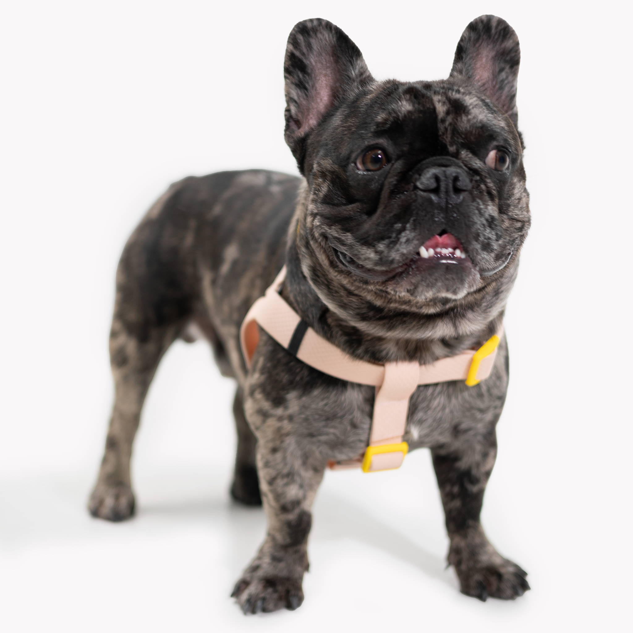 Arnés para perro impermeable - Pink