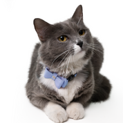 Collar antiahogo en cuero para gato  - KENNY LAVANDA
