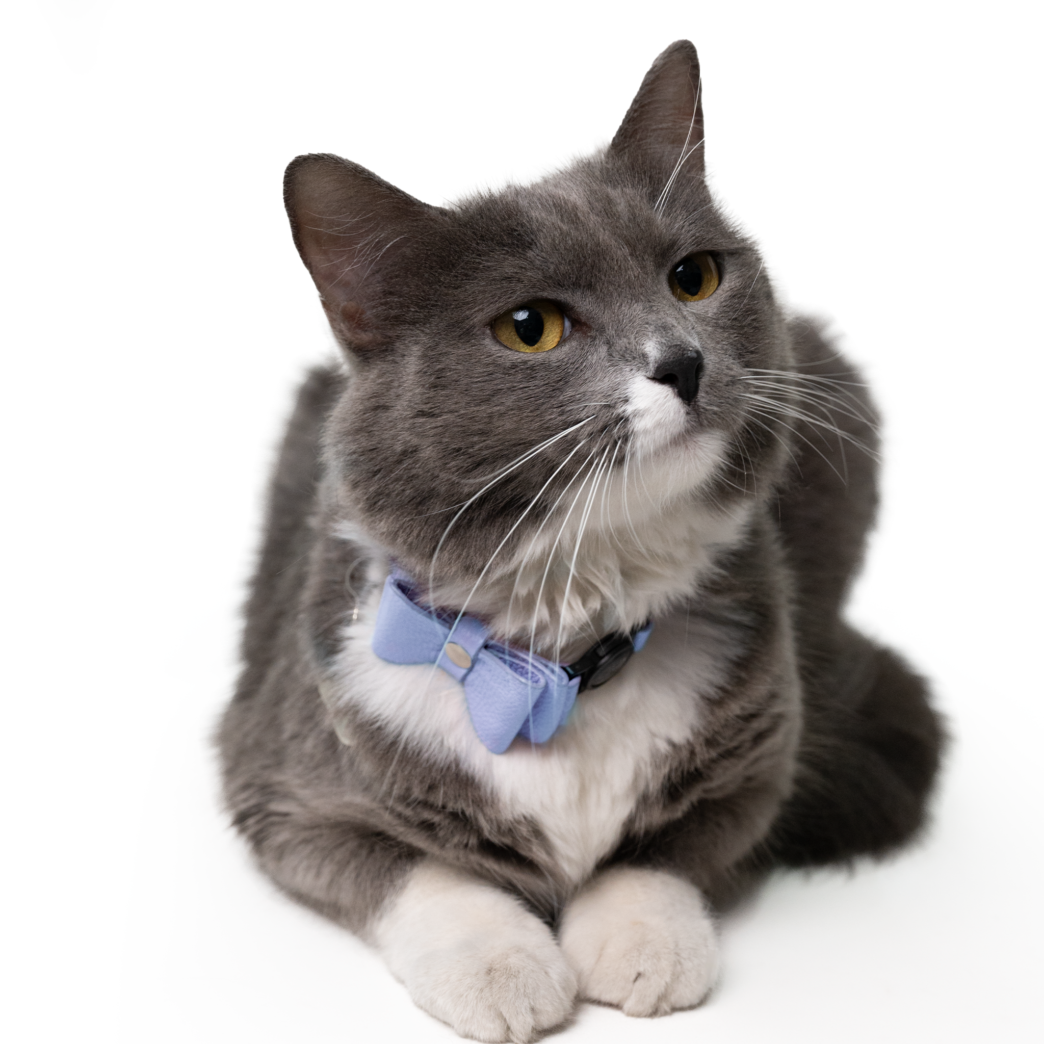 Collar antiahogo en cuero para gato  - KENNY LAVANDA