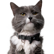 Collar antiahogo en cuero para gato  - KENNY NEGRO