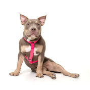 Arnés para perro - SAZZU NEON FUCHSIA