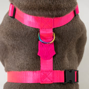 Arnés para perro - SAZZU NEON FUCHSIA