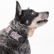Collar para perro trenzado - CLOE TRICK