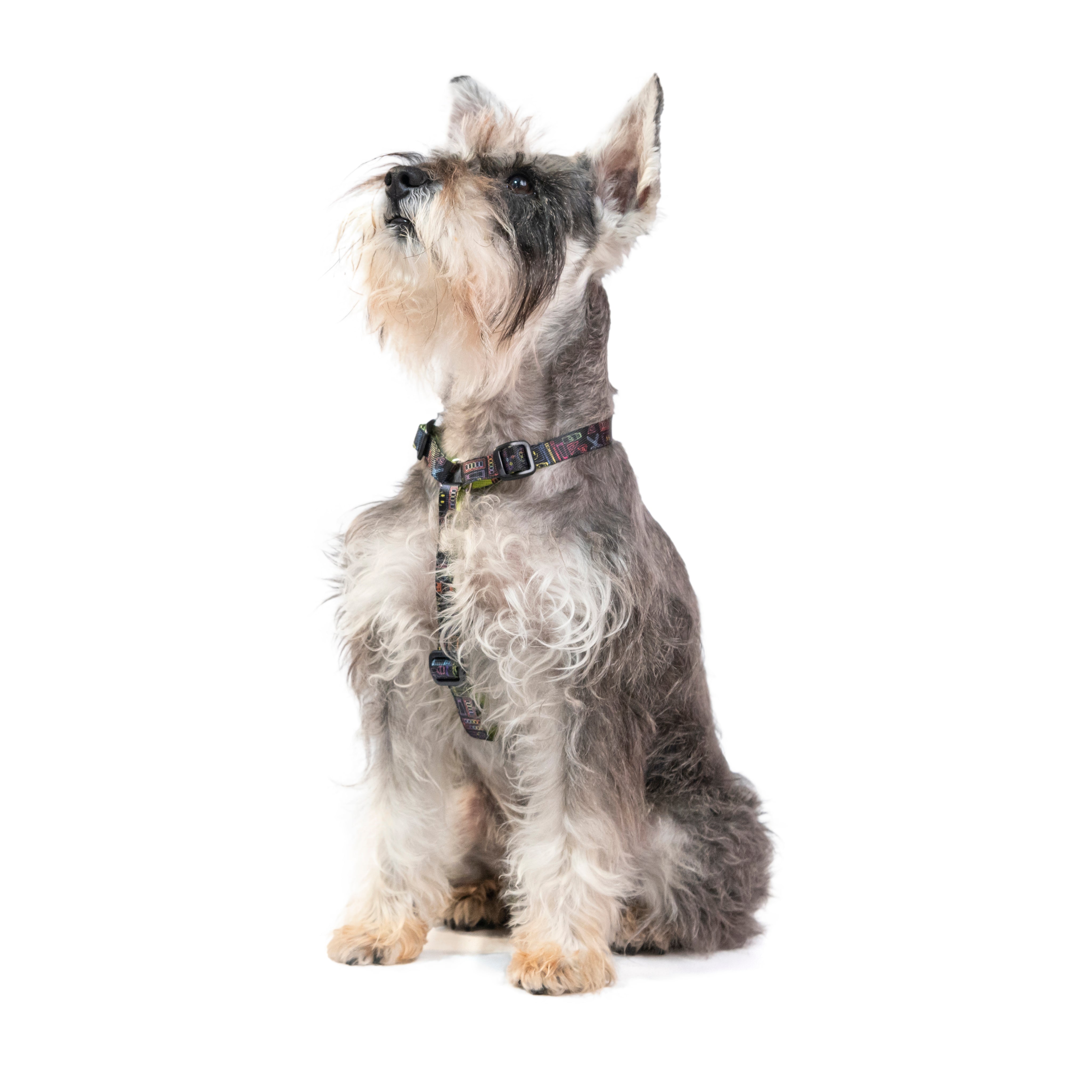 COMBO arnés + correa para perro estampado - CANVAS