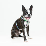 Arnés para perro estampado - SAZZU GREEN LIGHTS