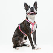 Arnés para perro estampado - SAZZU PINK LIGHTS