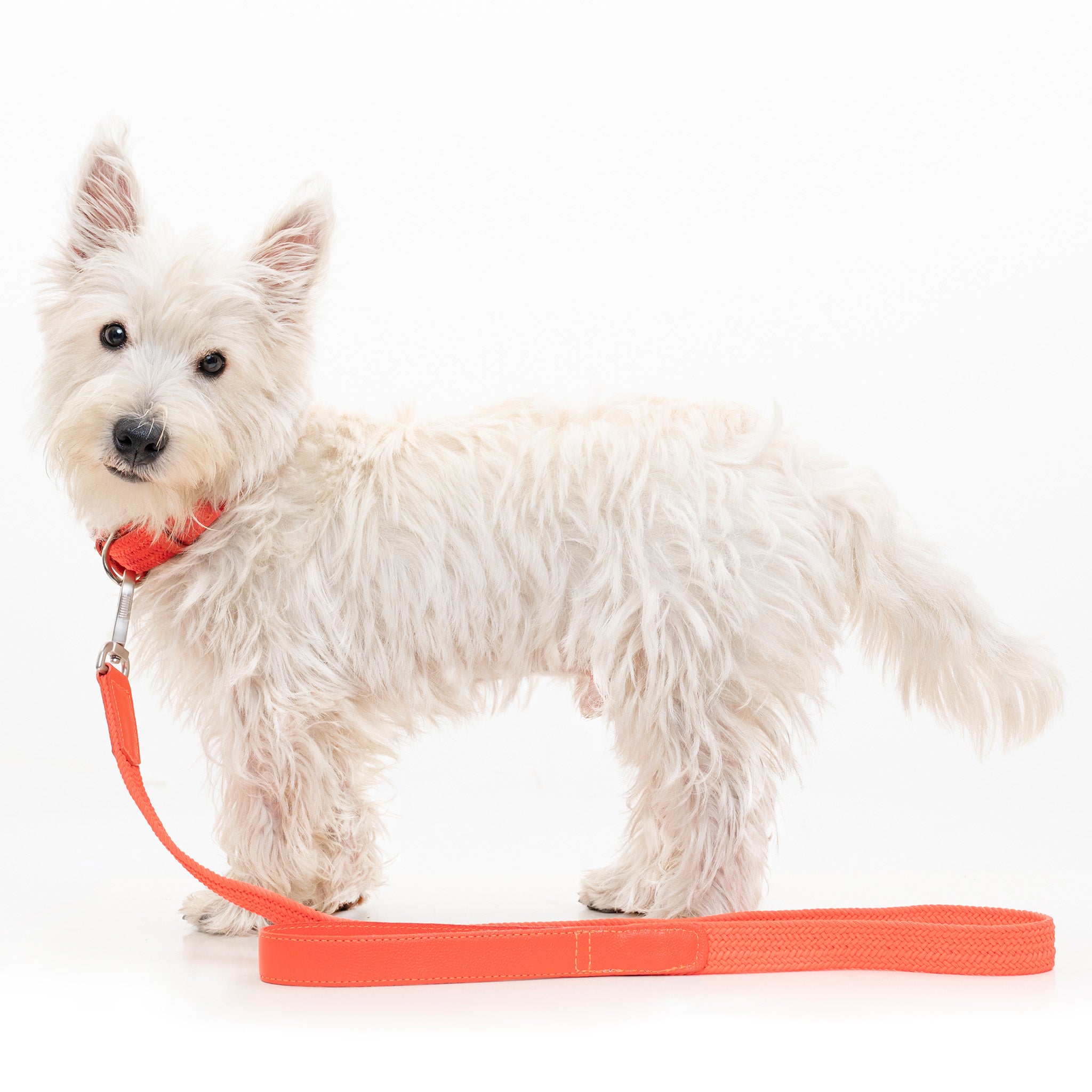 Correa para perro trenzada - RUFO SALMON