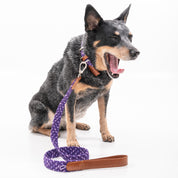 Correa para perro trenzada - RUFO VIOLETA