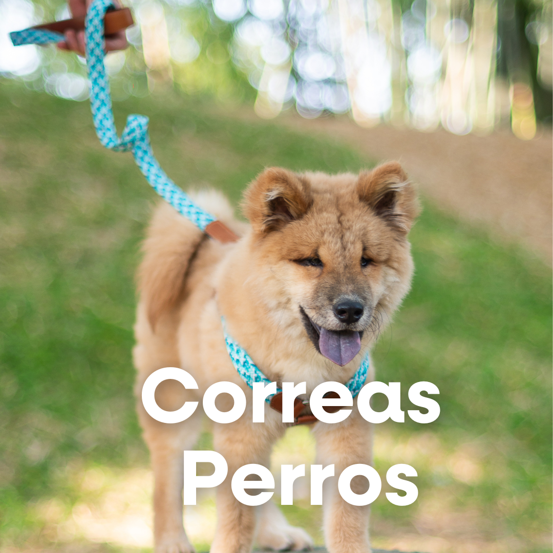 Correas_Perros_1.png