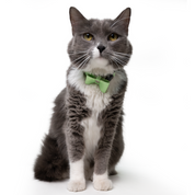 Collar antiahogo en cuero para gato  - KENNY LIMA