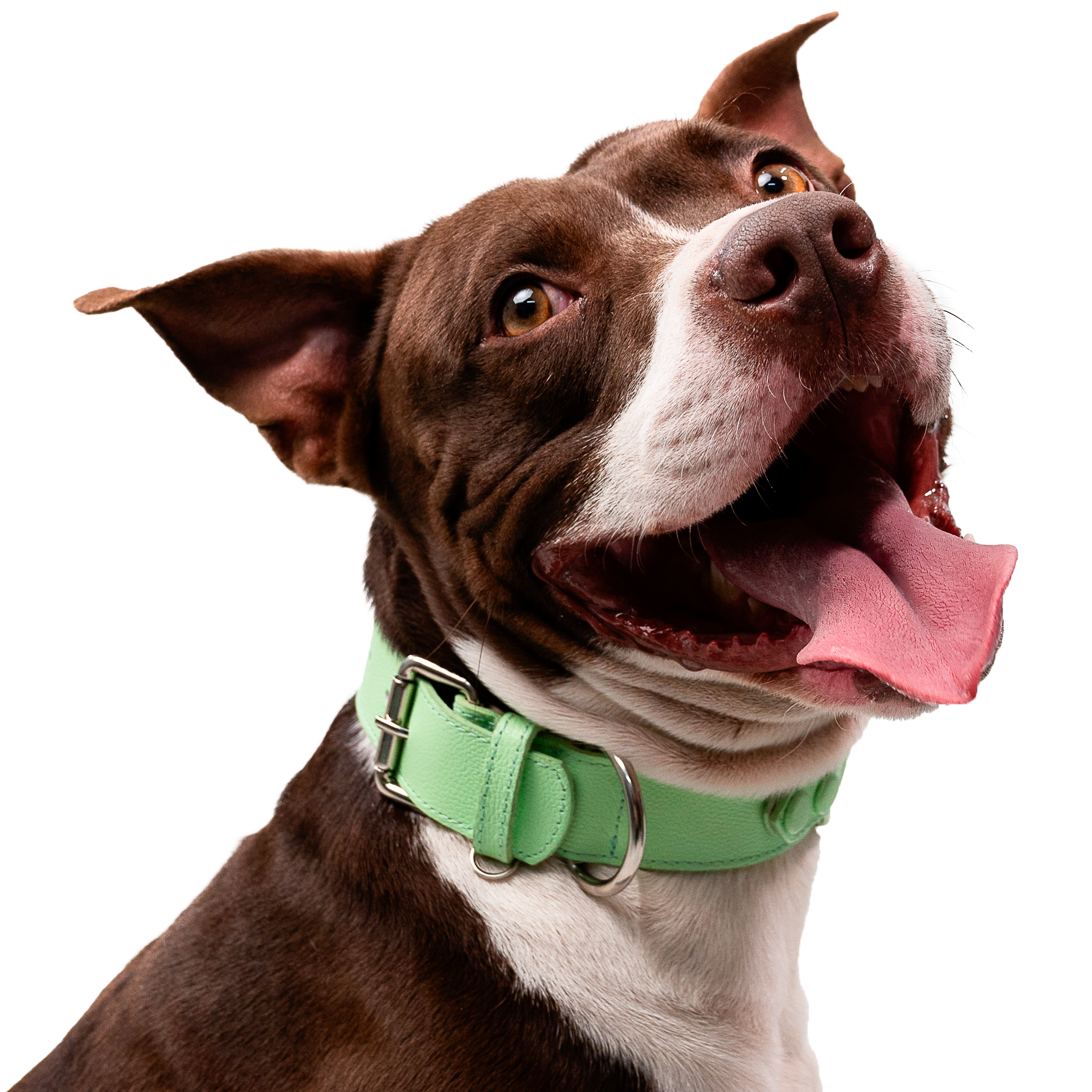 Collar para perro Airtag - LIMA