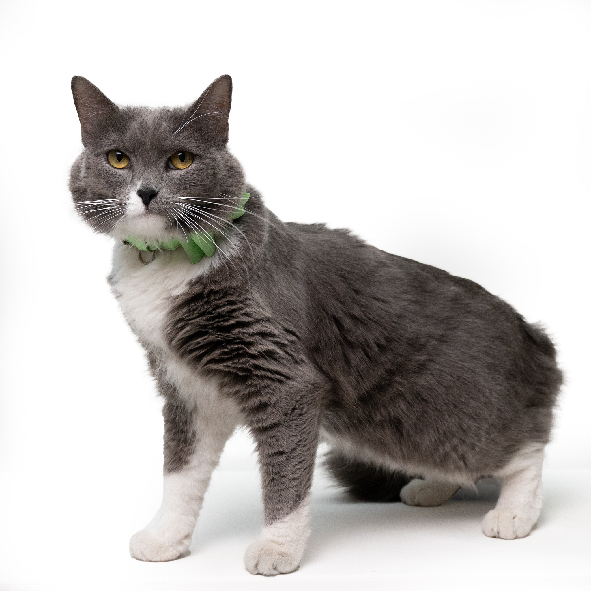 Collar antiahogo en cuero para gato  - KENNY LIMA