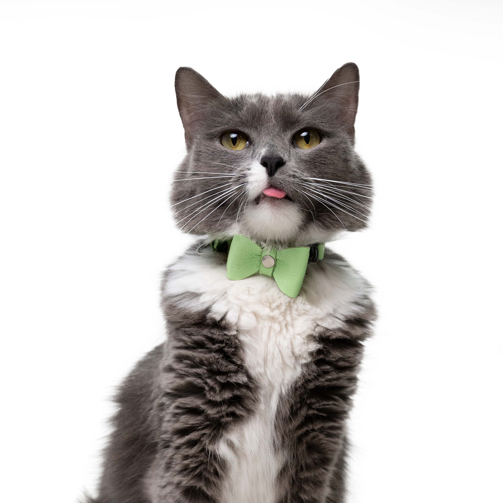 Collar antiahogo en cuero para gato  - KENNY LIMA