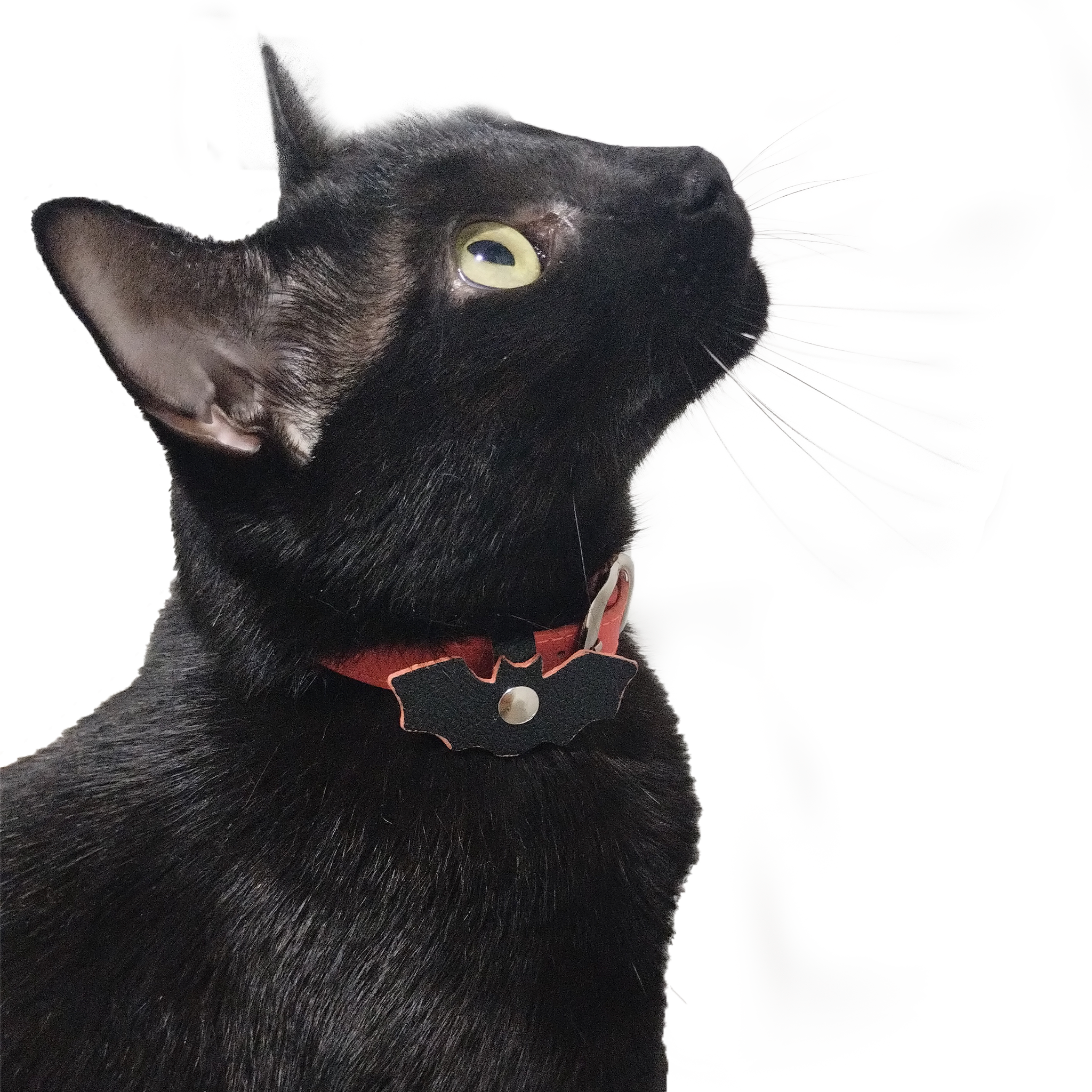 Collar antiahogo en cuero para gato - Kenny Batt
