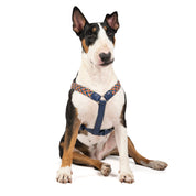 Arnés para perro trenzado - ENZZO RETRO BLUE
