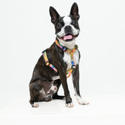 Arnés para perro estampado - SAZZU LIME LIGHTS