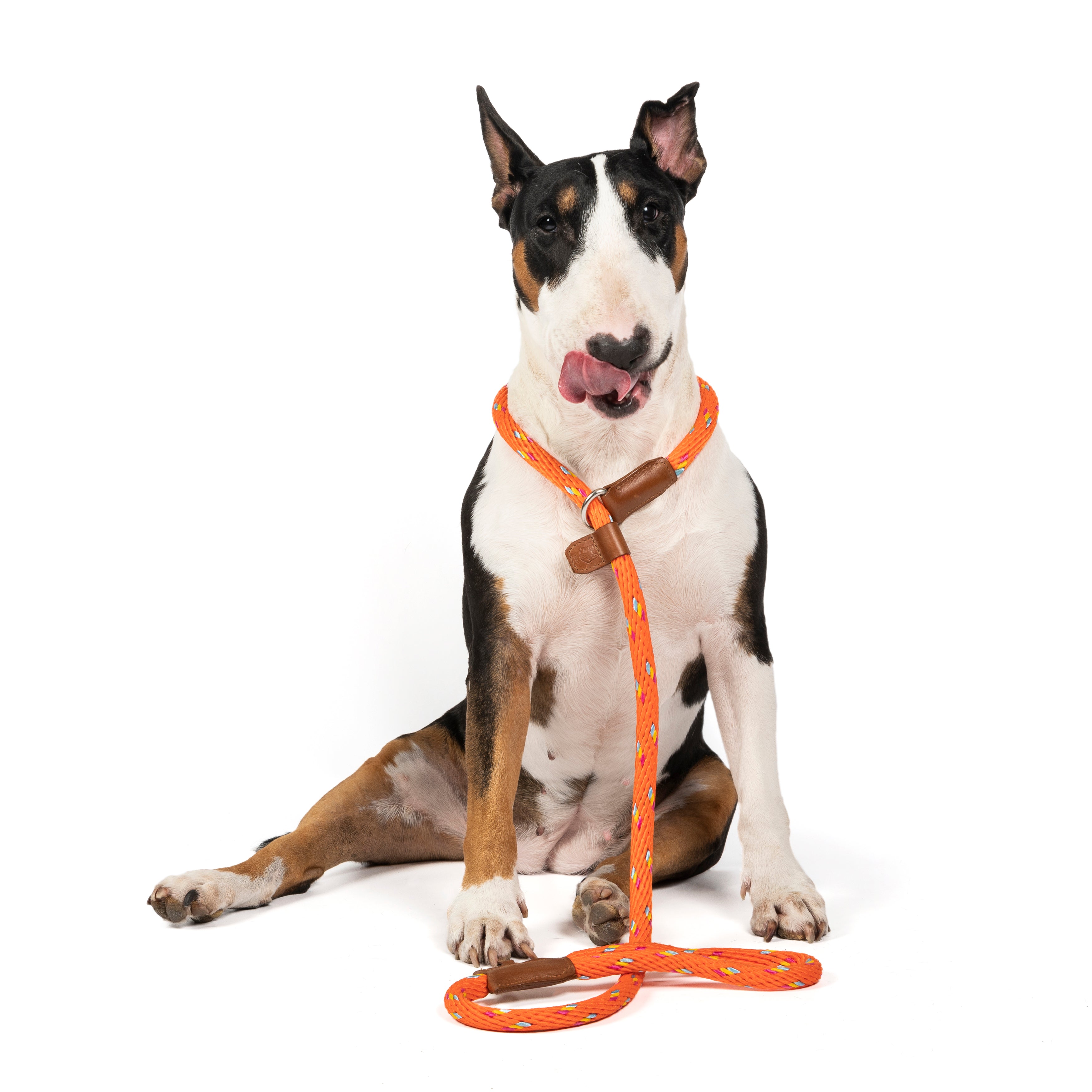 LAZO DE ADIESTRAMIENTO PARA PERROS COCO MANDARINA