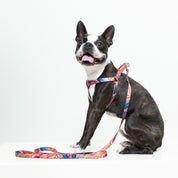 Arnés y correa para perro estampado - MONSTER FIRE