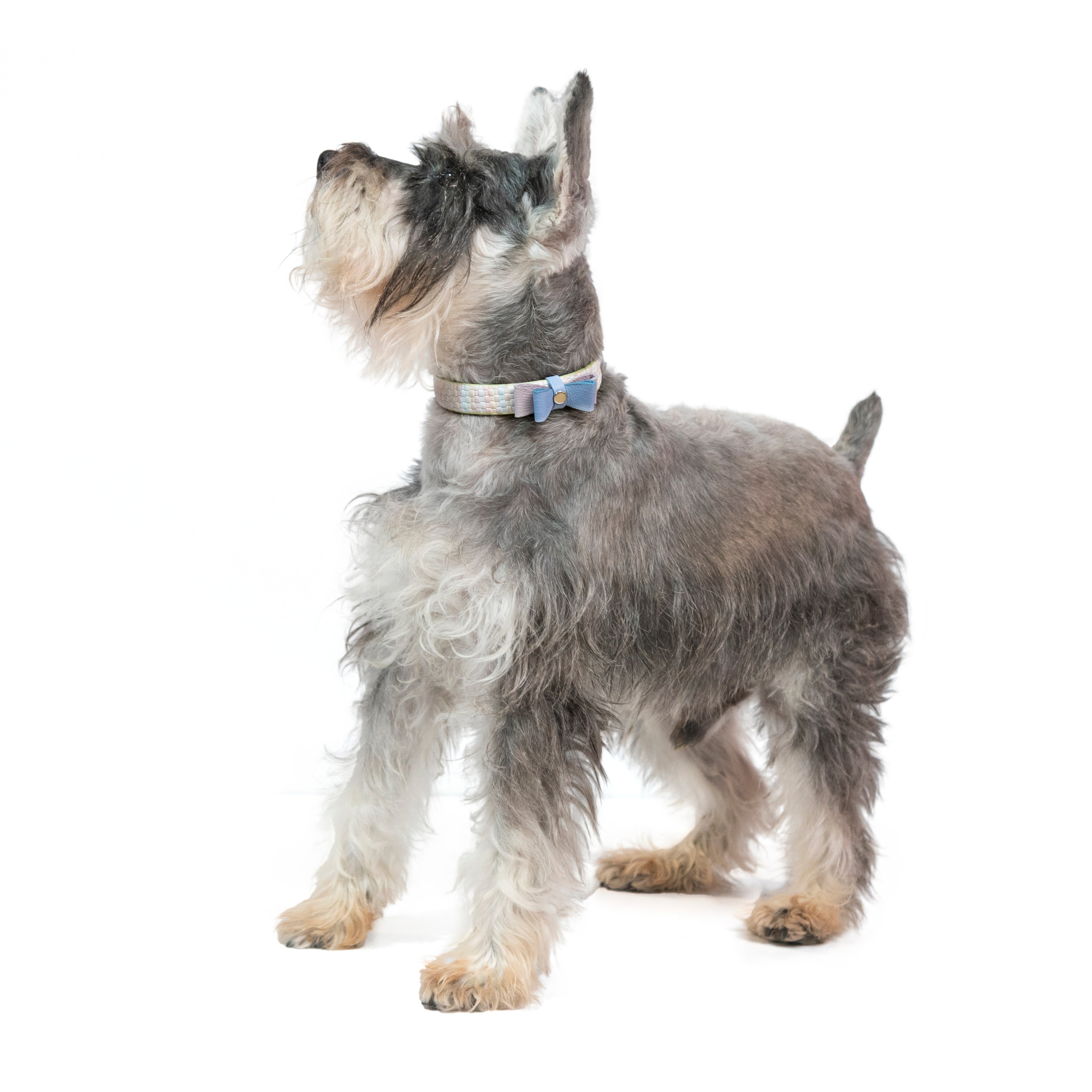 Collar para perro en cuero - ADAM BUQUÉ