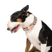 Collar para perro trenzado - CLOE PASTEL