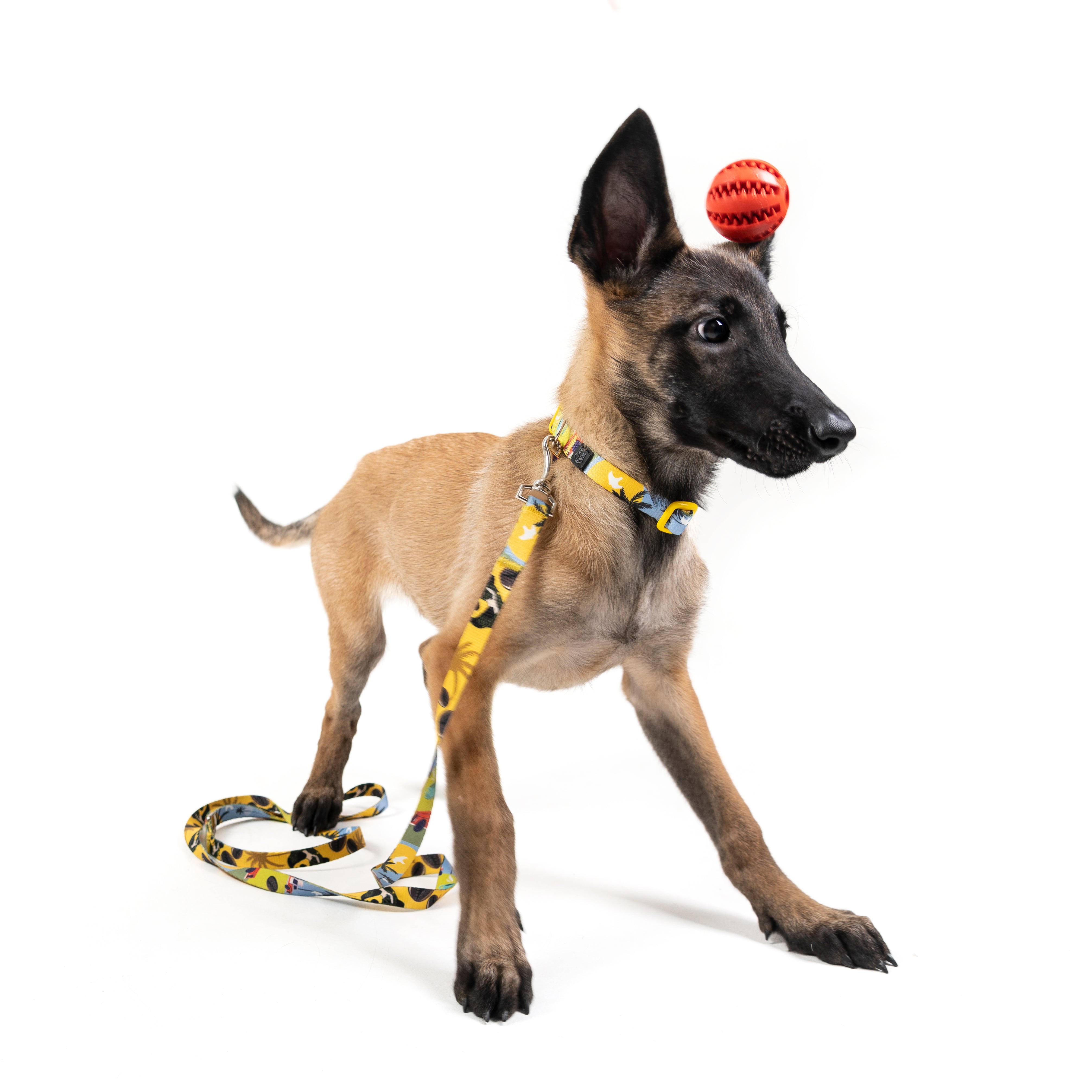 Collar y correa para perros estampado - ANDINO