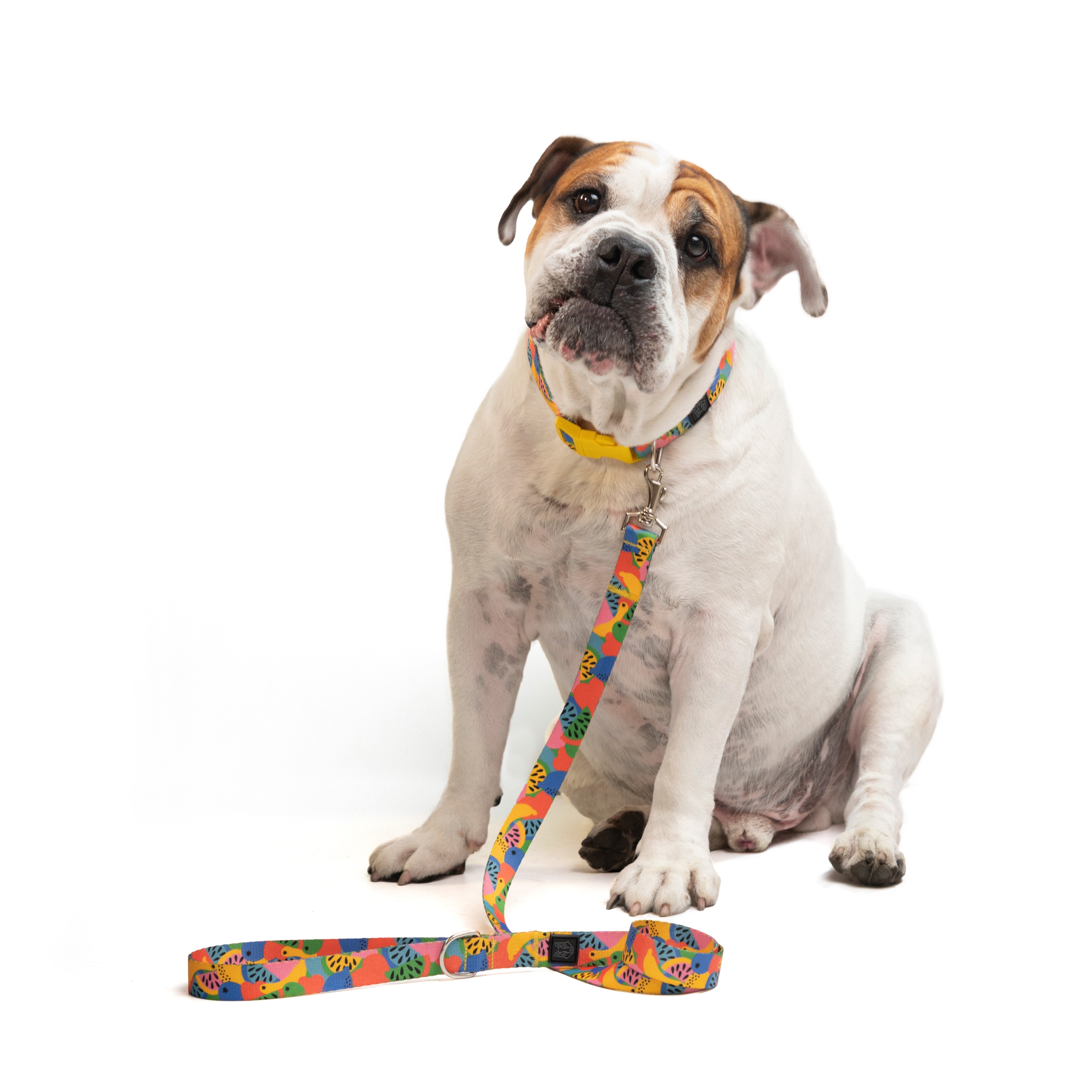 Collar y correa para perros estampado - FRUTTI