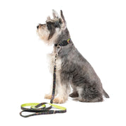 Correa para perros estampada - COMFY CANVAS