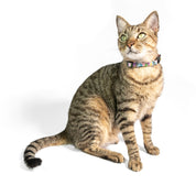 Cosmo Candy Cake Productos Para Mascotas Y Animales