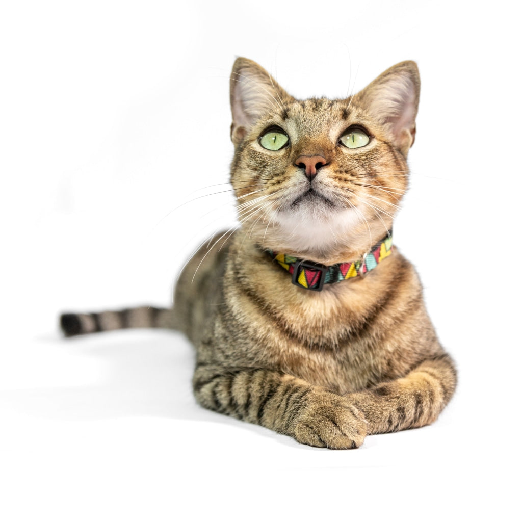 Cosmo Pop Art Productos Para Mascotas Y Animales