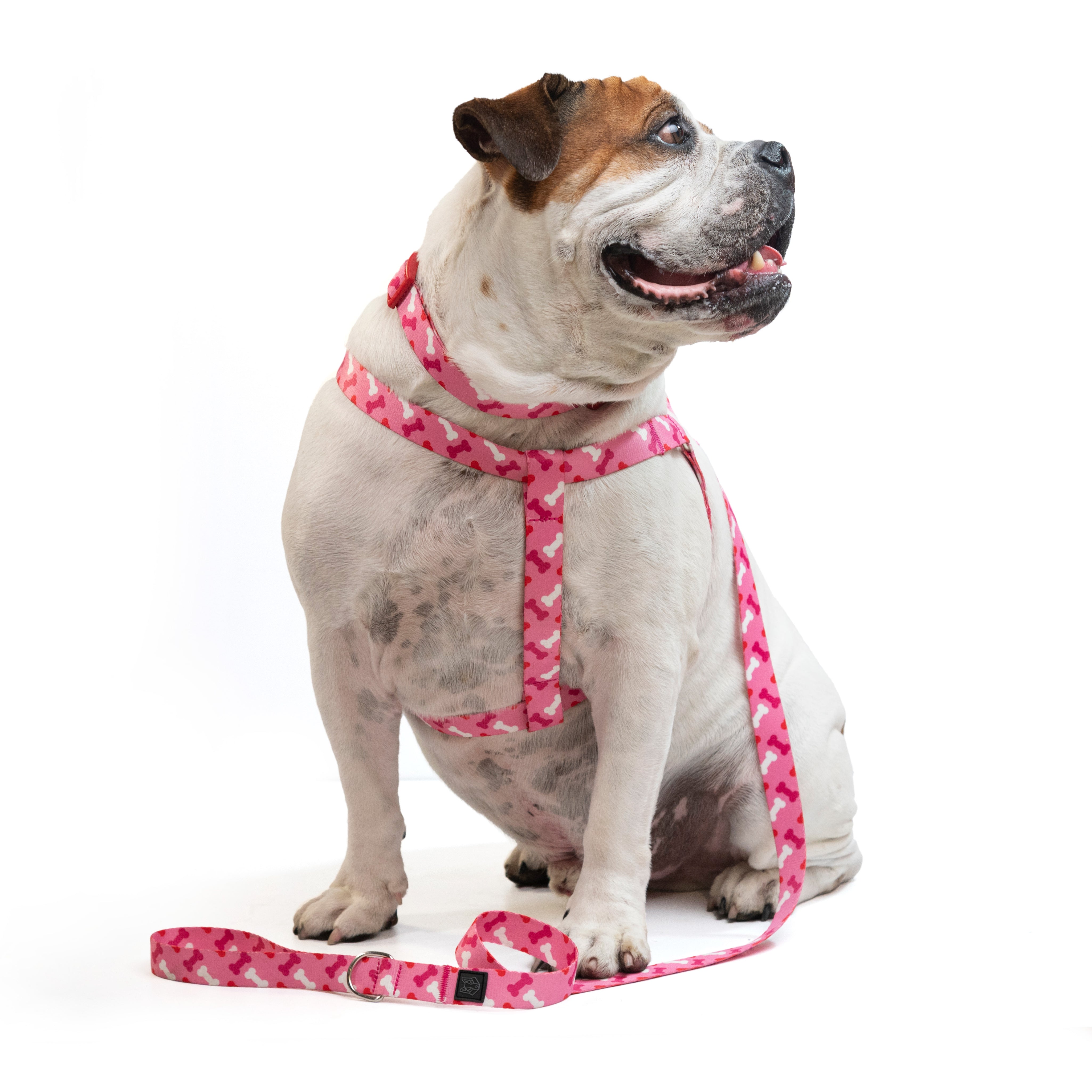 TRICOMBO collar + arnés + correa estampadas para perro - HUESITOS PINK